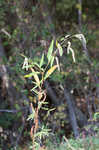 Curlytop knotweed